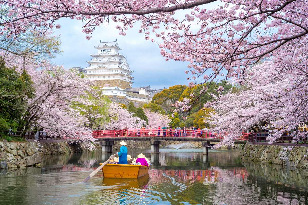 🌸 Japan Cherry Blossom Tour – Itinerary