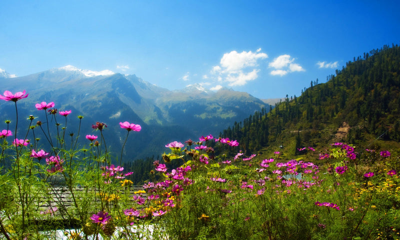 Kashmir