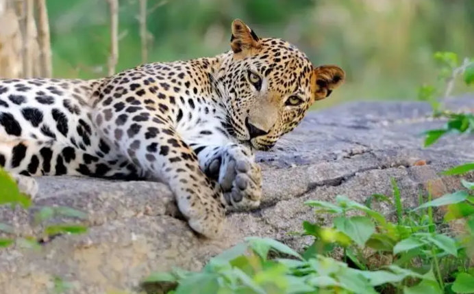 Sri Lanka