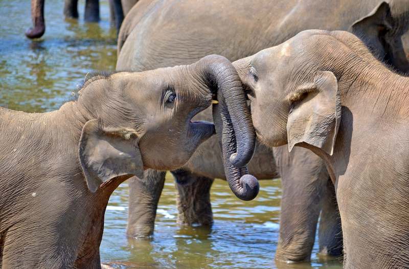 Sri Lanka