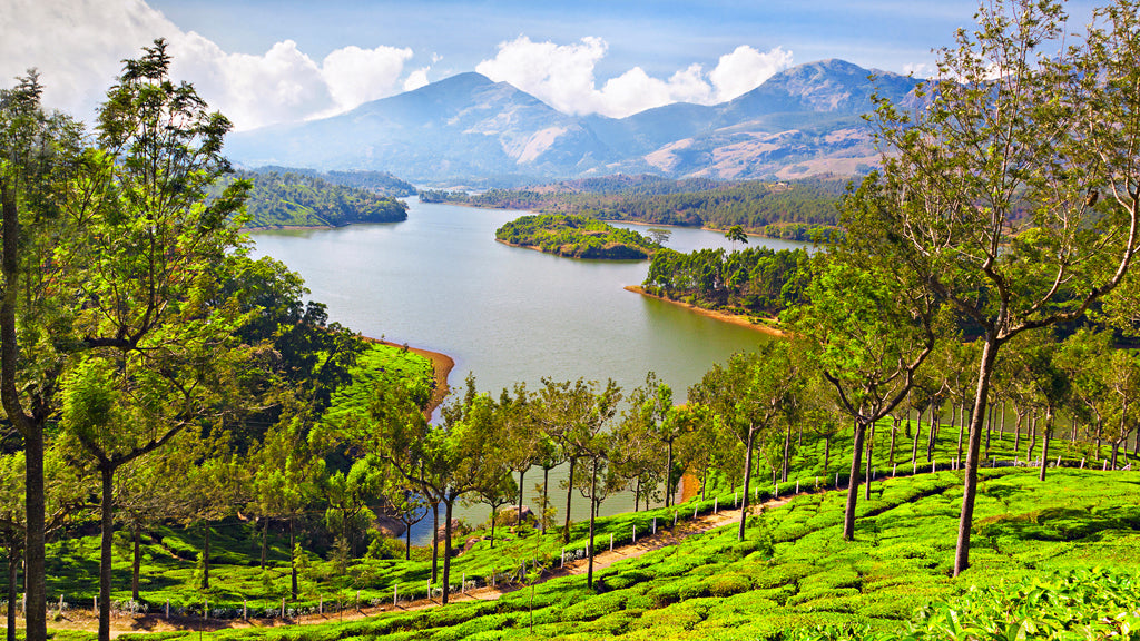 Serene Kerala – Backwaters, Hills & Shores